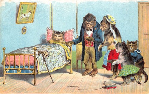 Animali scimmia antropomorfa - scimmia,