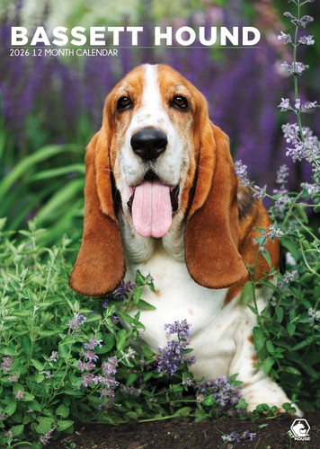 Bassett hound dog - hound, 2027