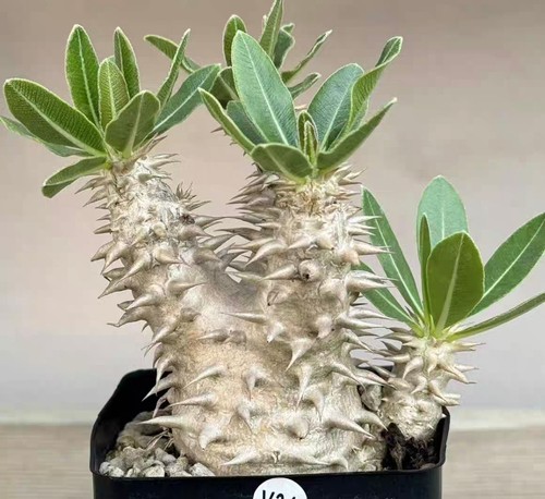 5pcs pianta rara - 1/3/5pcs,