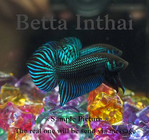 Wild live betta fish green - wild,