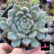 ECHEVERIA SETOSA (RARA PIANTA