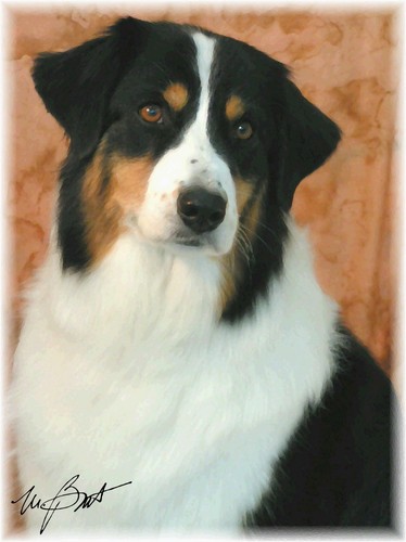 Australian shepherd tricolore - shepherd,