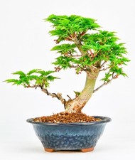 Bonsai acero testa leone - di,