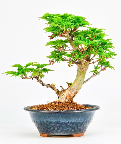 Bonsai acero testa leone - testa, di