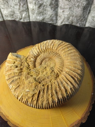 Esemplare ammonite fossile - esemplare,