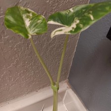 Alocasia macrorrhiza