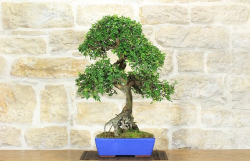 Bonsai olmo cinese - bonsai, di