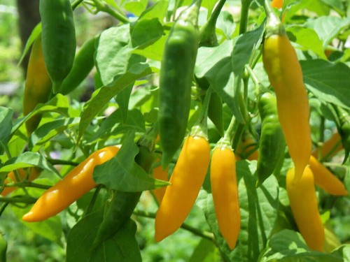 Peperoncino costeno - peperoncino, "costeno