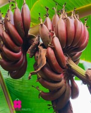 Pianta banano rosso - di,