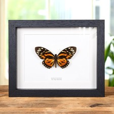 The Tiger Taxidermy Butterfly