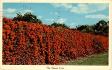 Florida, Awand, June 4th