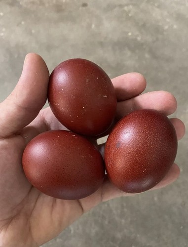Marans betulla rosso - betulla, nero