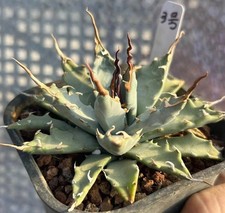 Vendo raro cactus agave