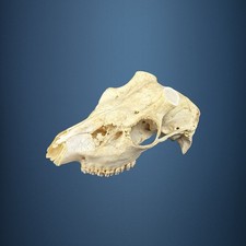 585SKU Teschio di cervo