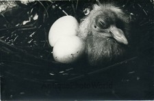 Foto Originale Vintage Stampa