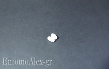 ancoretta magnetica PTFE