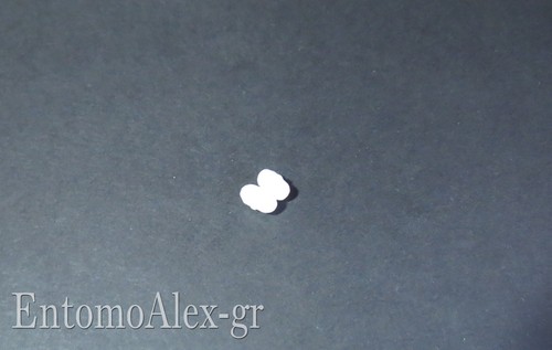 Ancoretta magnetica ptfe - ancoretta,