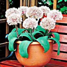 Bulbi di fiori cipolle fiori