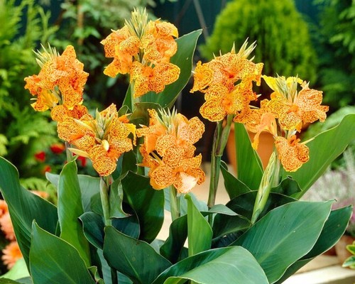 Semi canna indica green - semi,