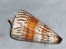 Conus generalis amazing - generalis,