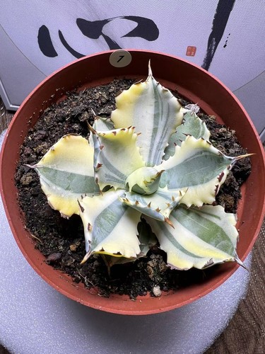 Vendita raro cactus agave - vendita,