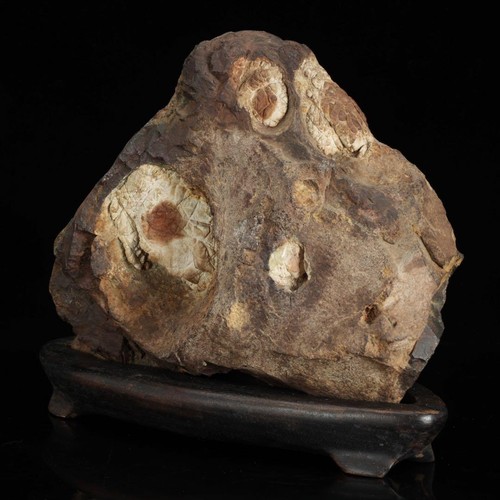 Pietra crisantemo suiseki - pietra, di