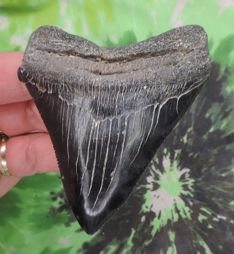 Dente squalo megalodonte 3 - di,