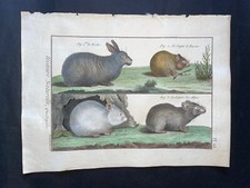 1782 - BUFFON - STAMPA ANTICA ORIGINALE COLORATA A MANO - CONIGLIO, LEPRE - PL.63