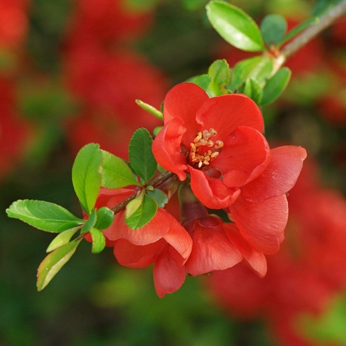 Chaenomeles japonica - japonica, –