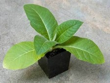 TABACCO VIRGINIA ORO, 50 SEMI + OMAGGIO