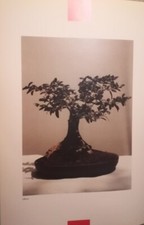 BONSAI OLIVO ZELKOWA POSTER F/R ESTRATTO DA RARO CATALOGO FOTOGRAFICO