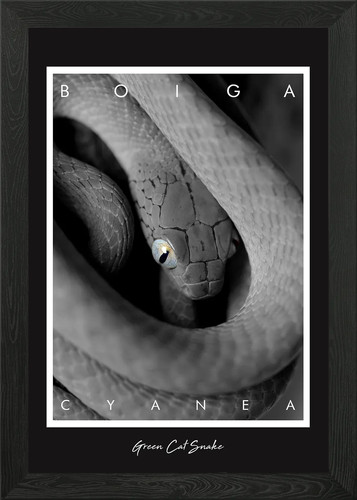 Poster boiga serpente gatto - poster,