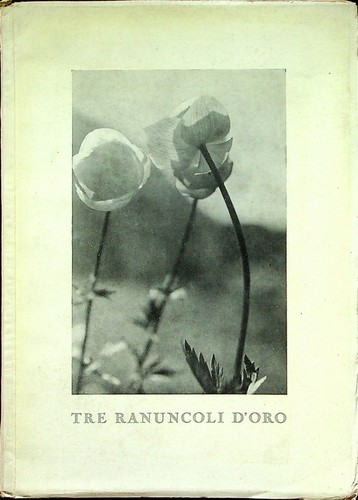 Tre ranuncoli oro prima - tre,