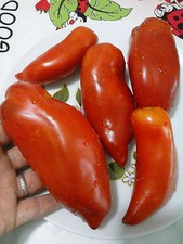 POMODORO CORNO DELLE ANDE, RARISSIMO, VARIETà STORICA, TOMATO, PERù