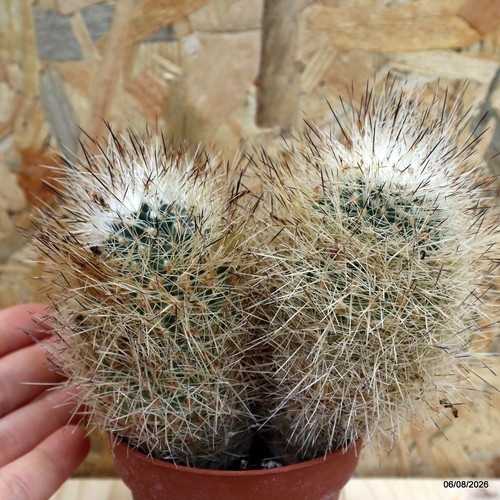 Gymnocalycium horridus vaso - gymnocalycium,