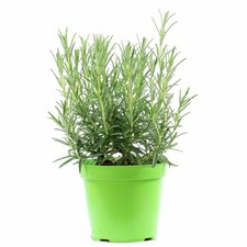 Rosmarino "Rosmarinus