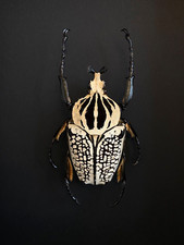 Vero scarafaggio gigante Golia Orientalis dall'Africa circa 90 mm sotto cornice