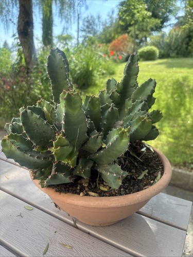 Euphorbia resinifera - euphorbia,