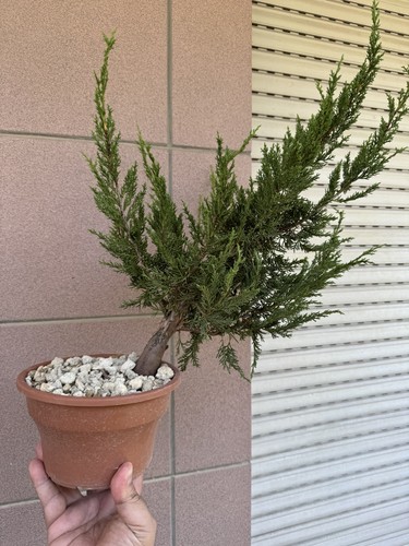 Itoigawa ginepro bonsai - bonsai, di