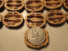 Fette conchiglie noce nero