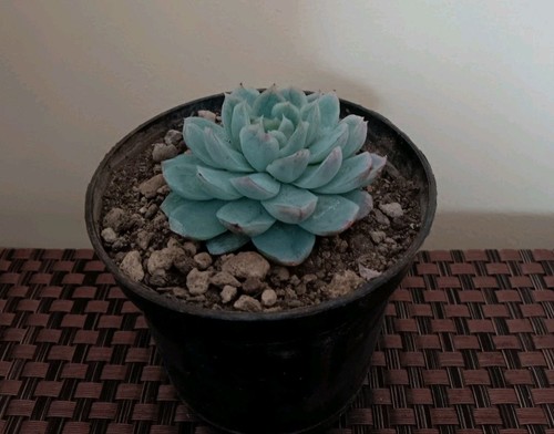 Echeveria elegans vaso - echeveria,