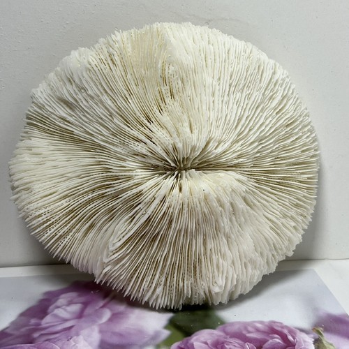 240g fungo corallo - corallo, marino