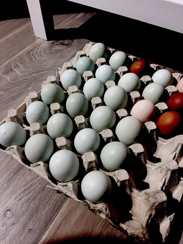 Uova fecondate araucana - 10,