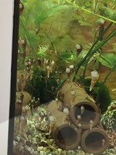 Vendo Lumache Per Acquario