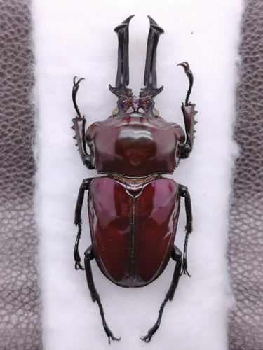 Phalacrognathus muelleri