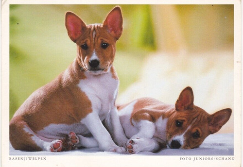 Cartolina basenji 3 - cartolina,