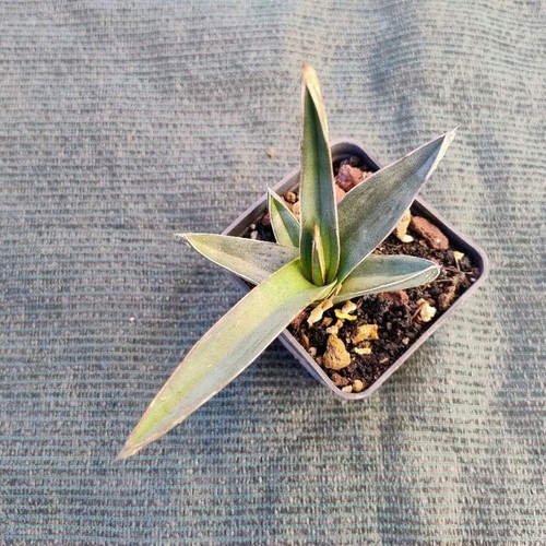Agave nickelsiae vaso cm - agave, Ø