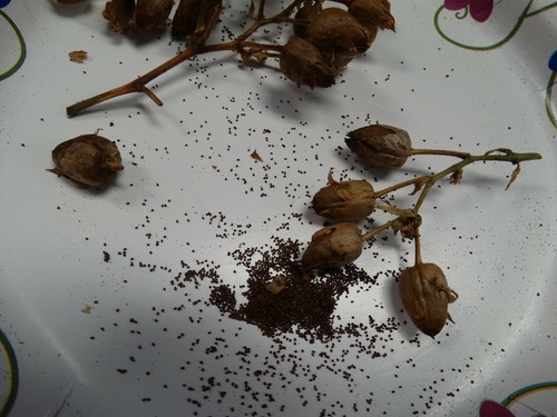 500 semi tabacco prilep - 500+,
