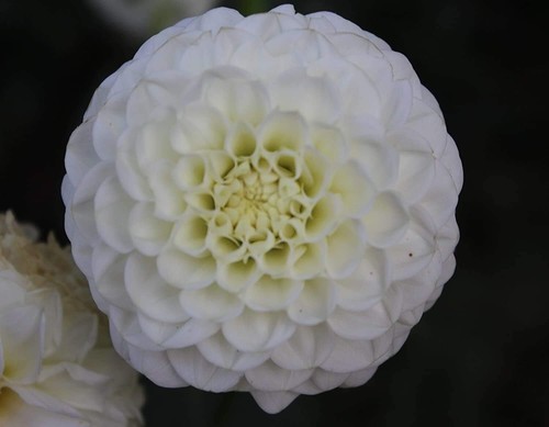 Pompon dahlie white aster - pompon,