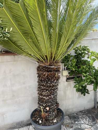 Cycas revoluta 250cm - cycas, anni